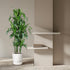 Dracaena Hawaiiana – Exotische Zimmerpflanze mit tropischem Flair - Wurzelwerk Design