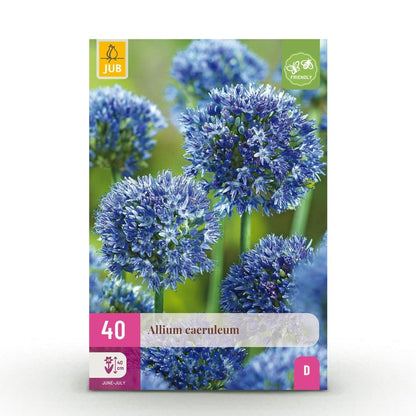 Blumenzwiebeln Allium Caeruleum | 40 Stück Blau – Zwiebelgröße 4/5 – XXL Pack - Wurzelwerk Design