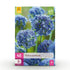 Blumenzwiebeln Allium Caeruleum | 40 Stück Blau – Zwiebelgröße 4/5 – XXL Pack - Wurzelwerk Design