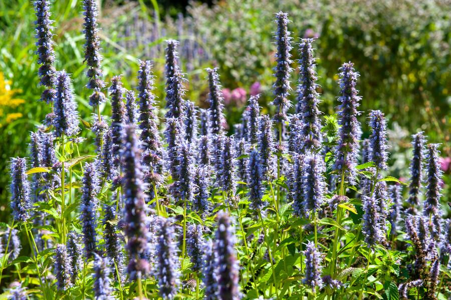 24x Agastache ‘Black Adder’ – Bienenfreundliche Duftnessel für Beete &amp; Rabatten – Höhe 10–25 cm – Ø 9 cm - Wurzelwerk Design