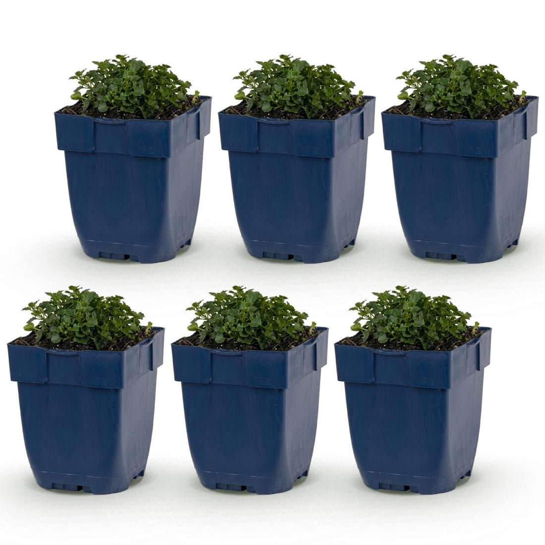 Dalmatiner-Glockenblume kaufen | Campanula portenschlagiana, 6er-Set - Wurzelwerk Design