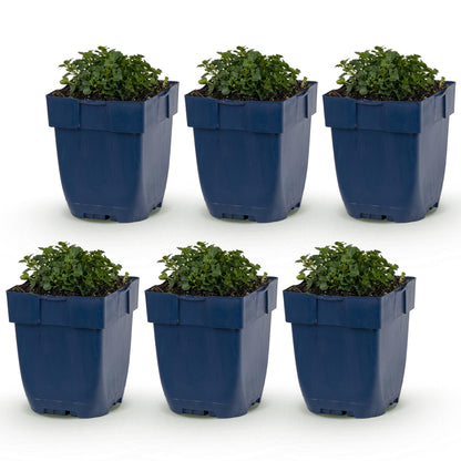 Dalmatiner-Glockenblume kaufen | Campanula portenschlagiana, 6er-Set