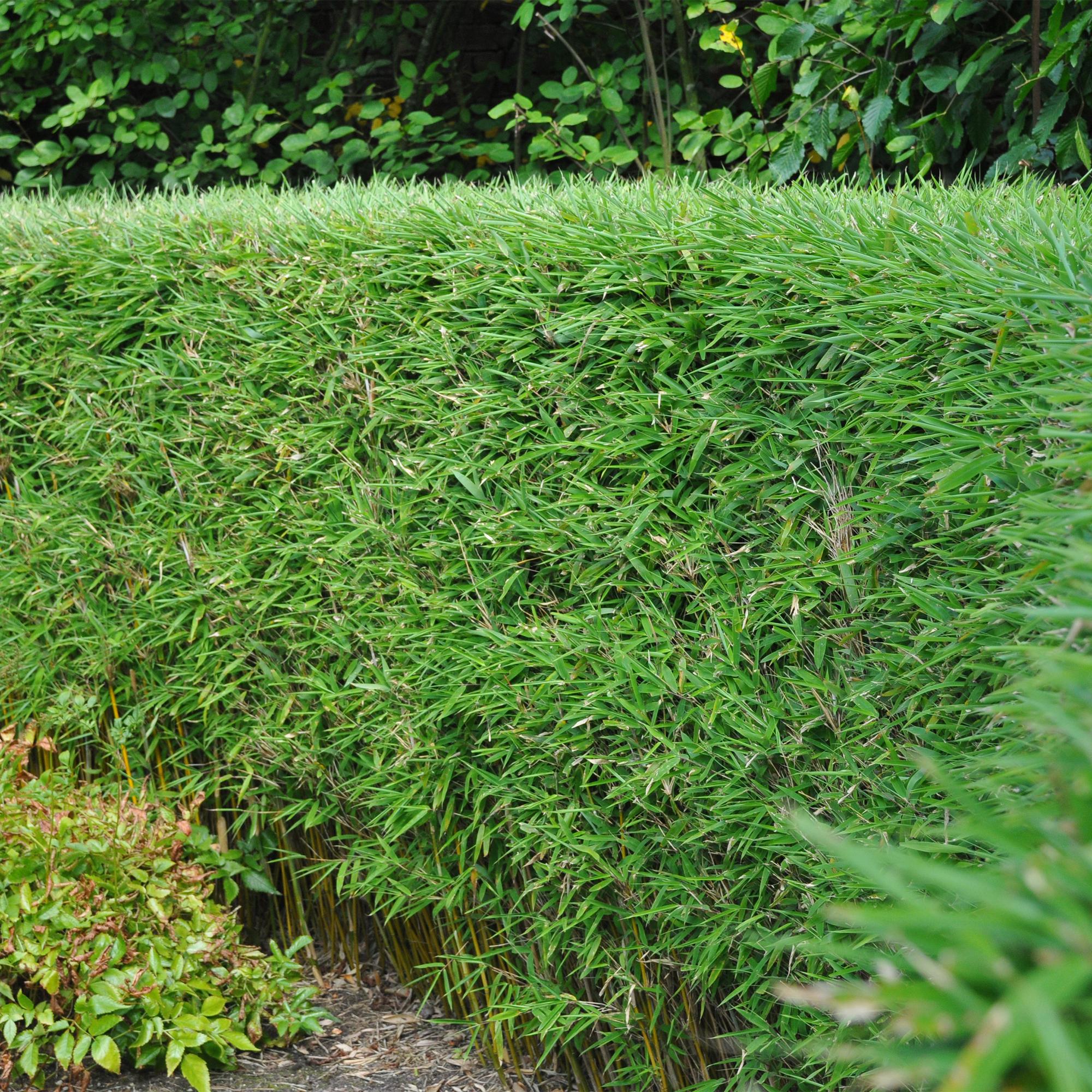 Bambus Fargesia rufa | 2 immergrüne Pflanzen – horstbildend – winterhart – 60 cm