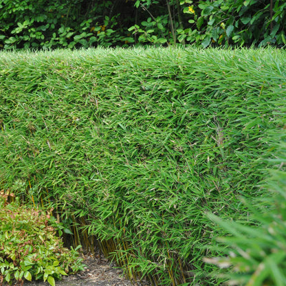 Bambus Fargesia rufa | 2 immergrüne Pflanzen – horstbildend – winterhart – 60 cm