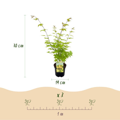Japanischer Ahorn - Acer palmatum Summergold - Gelb - 1 Pflanze - Laubabwerfend - Topf 19cm Höhe 70cm - Wurzelwerk Design