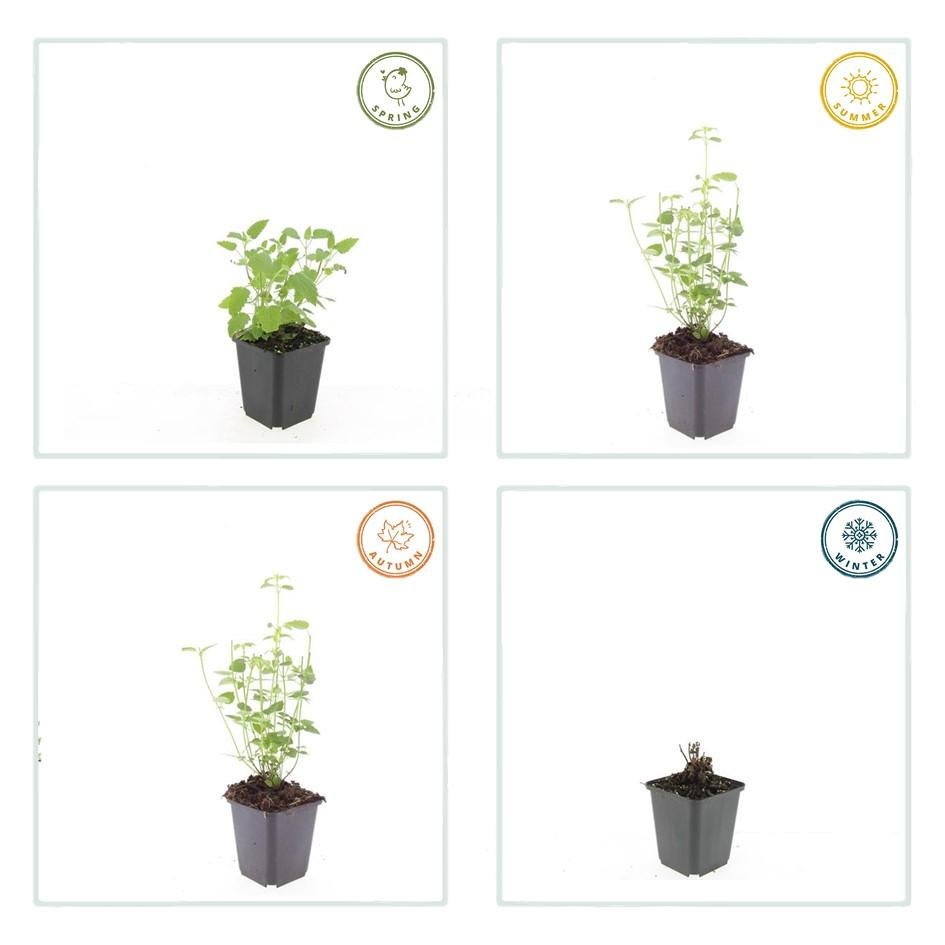 24x Agastache ‘Black Adder’ – Bienenfreundliche Duftnessel für Beete &amp; Rabatten – Höhe 10–25 cm – Ø 9 cm - Wurzelwerk Design