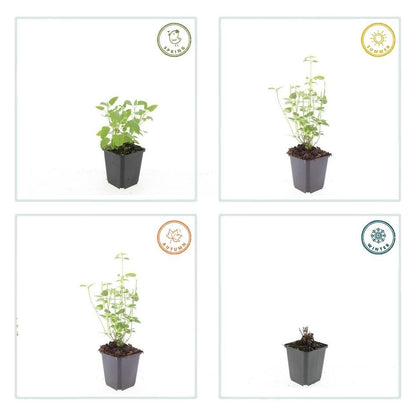 24x Agastache ‘Black Adder’ – Bienenfreundliche Duftnessel für Beete &amp; Rabatten – Höhe 10–25 cm – Ø 9 cm - Wurzelwerk Design