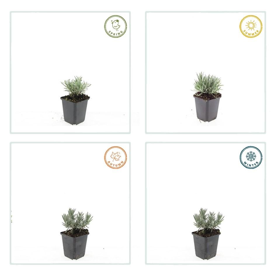 Lavandula intermedia ‘Edelweiss’ – 24 Pflanzen Ø 9 cm – Weißblühender Lavendel mit intensivem Duft - Wurzelwerk Design