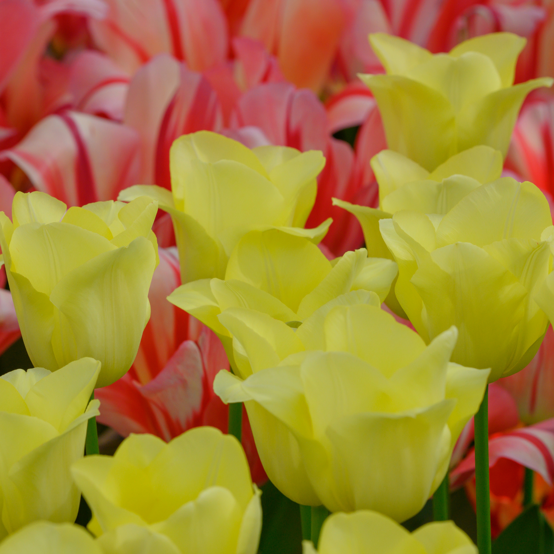 Everspring Tulpenzwiebeln World Friendship, 20er-Pack, zartgelbe und harmonische Tulpenzwiebeln für Garten und Balkon