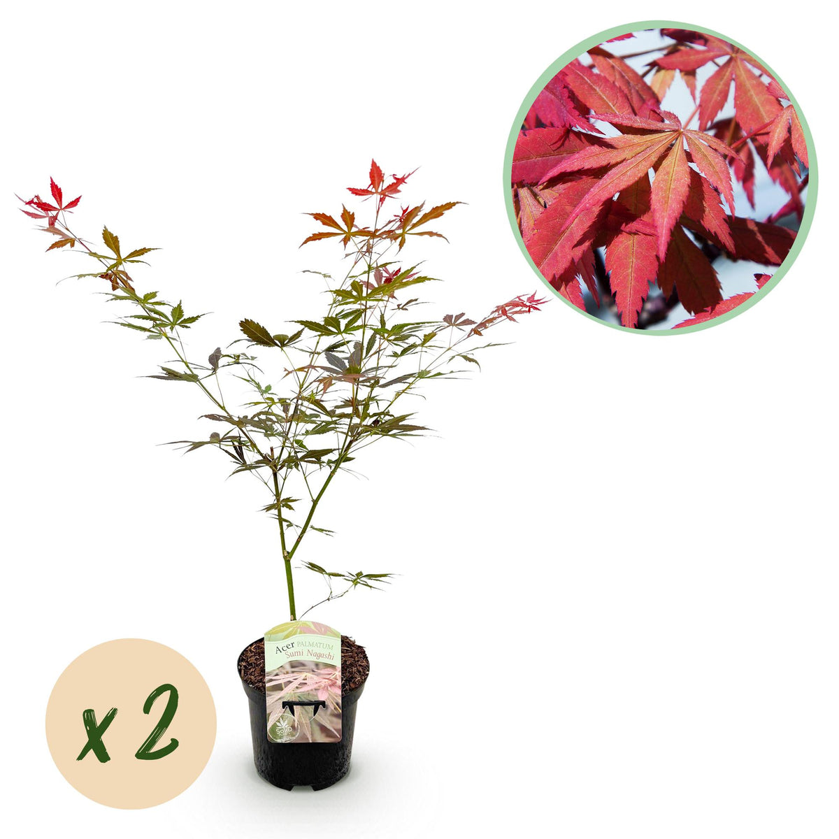 Zwei japanische Ahornpflanzen Acer palmatum Sumi-nagashi mit roten Blättern, topf 19cm, Höhe 70cm, laubabwerfend, von Everspring.