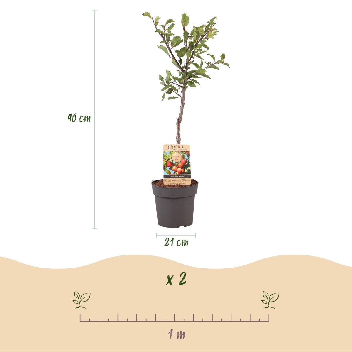 Pflaumenbaum - Prunus domestica Victoria - Rote Pflaume - Topf 21cm Höhe 90cm - Wurzelwerk Design