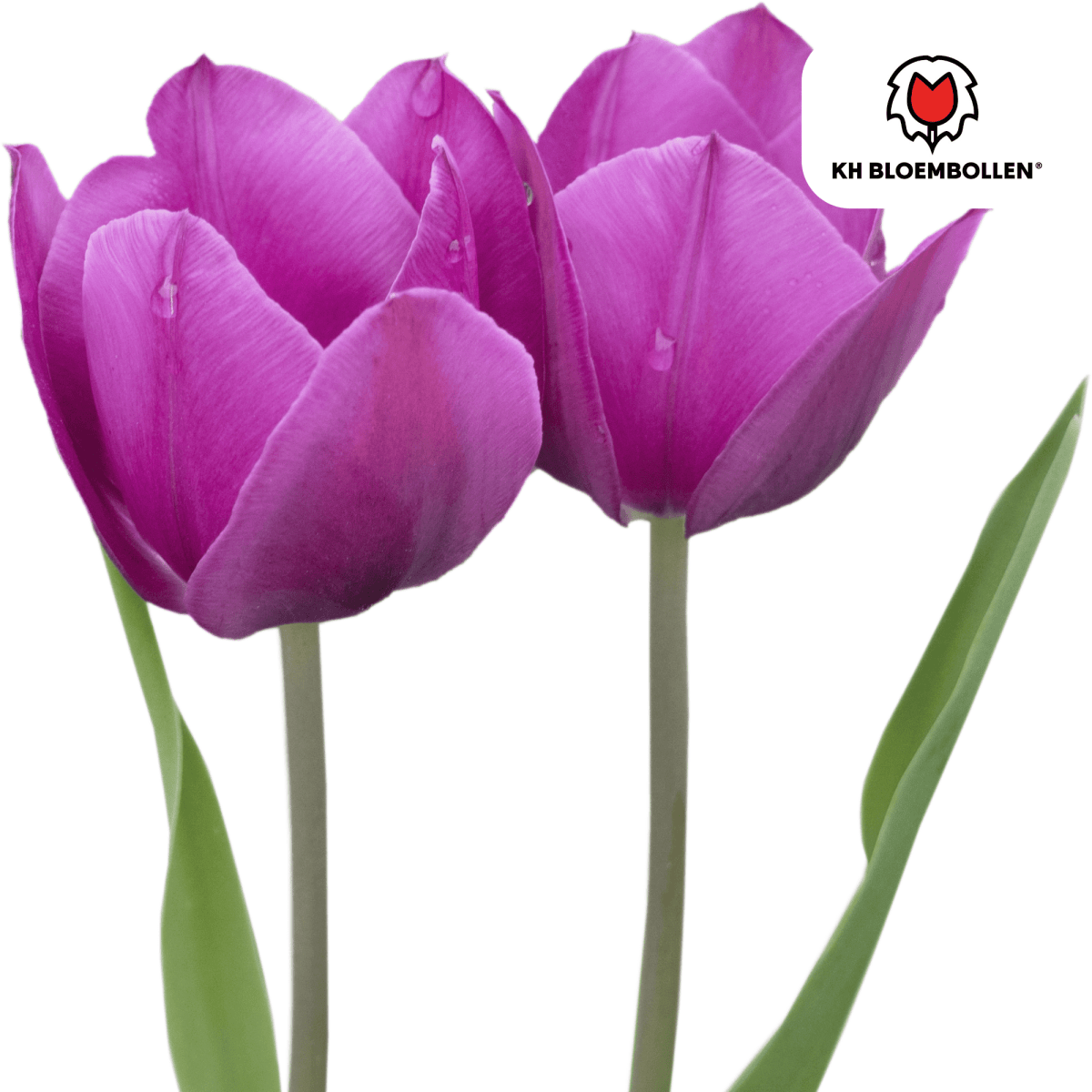 Purple Prince Tulpenzwiebeln – 20er - Pack | Tiefviolette Frühlingsblüten - Wurzelwerk Design