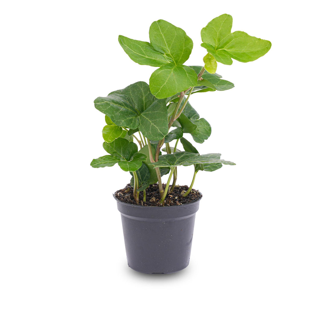 Everspring Hedera helix Zimmerpflanze in Topf, grüne Kletterpflanze für Terrarien und Innenräume, Ø 6 cm