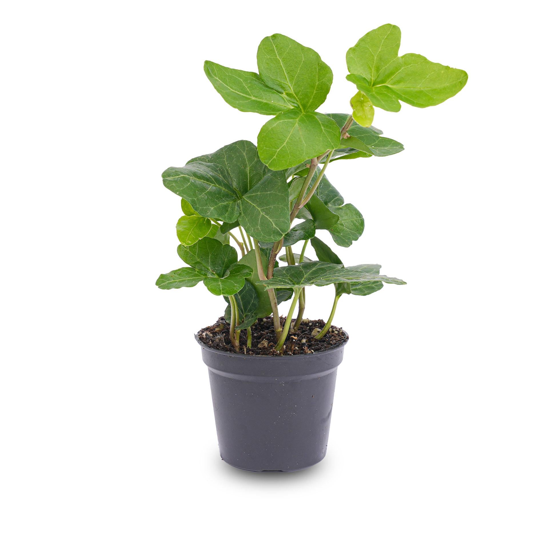 Everspring Hedera helix Zimmerpflanze in Topf, grüne Kletterpflanze für Terrarien und Innenräume, Ø 6 cm