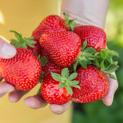 Drei winterharte Erdbeerpflanzen der Sorte Fragaria ‘Maxim’ in Töpfen, ca. 9 cm Durchmesser, von Everspring.