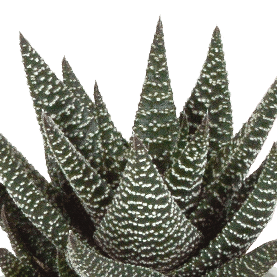 Drei Gasteria und Haworthia Pflanzen in Terracotta-Töpfen, Ø 8,5 cm, Everspring, mit grünen, sukkulenten Blättern.