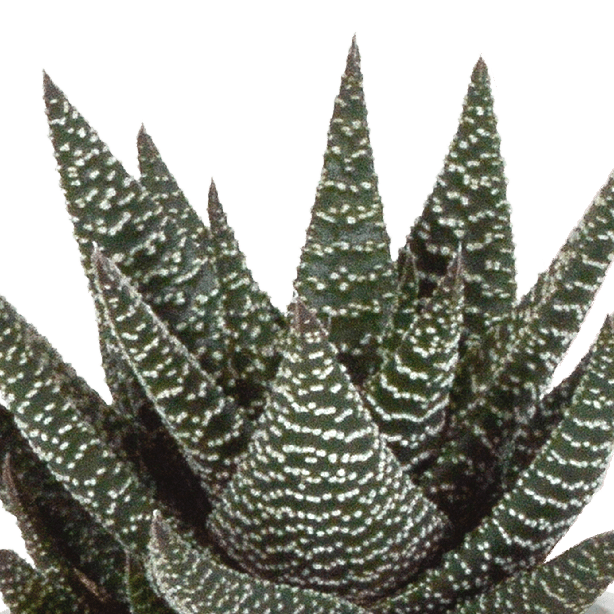 Drei Gasteria und Haworthia Pflanzen in Terracotta-Töpfen, Ø 8,5 cm, Everspring, mit grünen, sukkulenten Blättern.