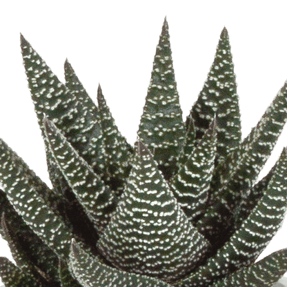 Drei Gasteria und Haworthia Pflanzen in Terracotta-Töpfen, Ø 8,5 cm, Everspring, mit grünen, sukkulenten Blättern.