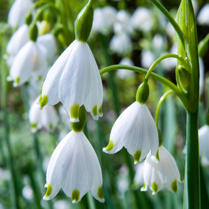 Sommer-Knotenblume – Leucojum aestivum online kaufen | 40 bis 320 Blumenzwiebeln, weiß &amp; für feuchte Standorte – Wurzelwerk Design