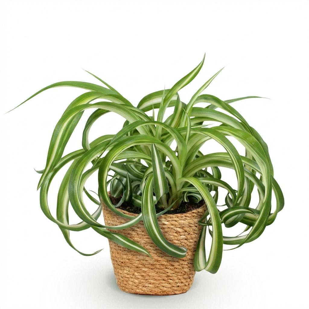 Graslilie Bonnie kaufen | Chlorophytum comosum – haustierfreundlich, Topf Ø 12 cm - Wurzelwerk Design