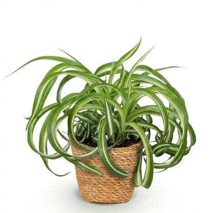 Everspring Graslilie Bonnie im 12 cm Topf, Chlorophytum comosum, haustierfreundliche Zimmerpflanze, grüne Blätter, Nahaufnahme