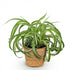 Everspring Graslilie Bonnie im 12 cm Topf, Chlorophytum comosum, haustierfreundliche Zimmerpflanze, grüne Blätter, Nahaufnahme