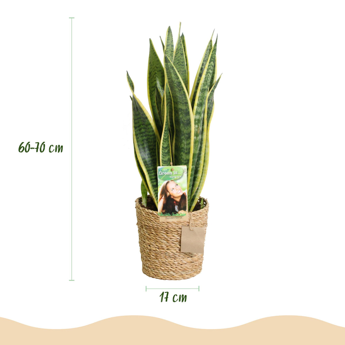 Grüne Sansevieria Laurentii (Schwiegermutterzunge) mit gelben Blatträndern, 60-70cm hoch, in Korb, von Everspring, pflegeleicht.