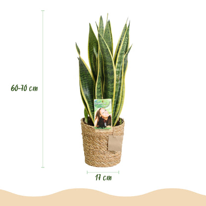 Sansevieria Laurentii - Schwiegermutterzunge - Pflegeleicht - mit Korb - Grün - Gelb Höhe 60-70cm
