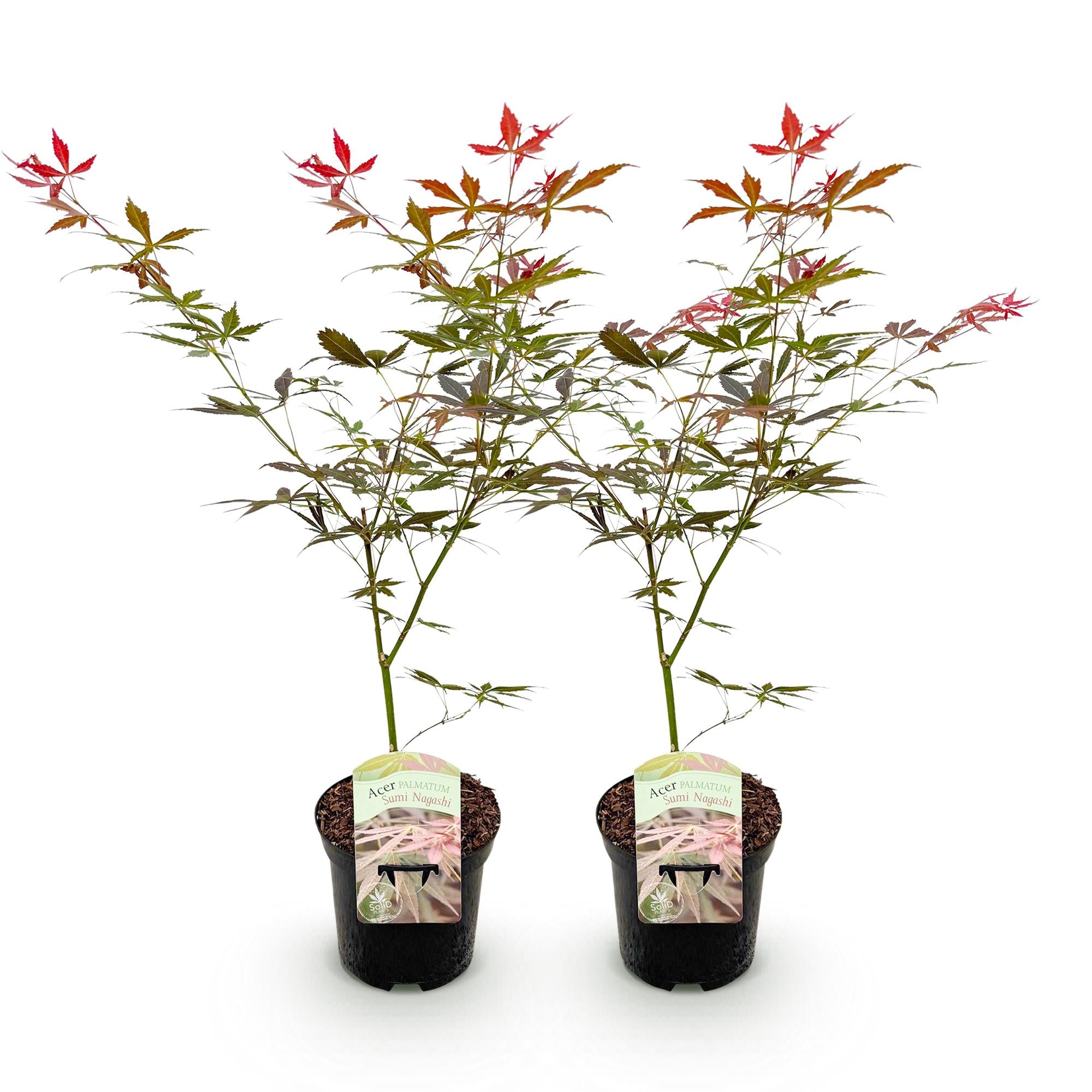 Zwei japanische Ahornpflanzen Acer palmatum Sumi-nagashi mit rotem Laub, in Töpfen, etwa 70 cm hoch, von Everspring.
