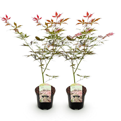 Zwei japanische Ahornpflanzen Acer palmatum Sumi-nagashi mit rotem Laub, in Töpfen, etwa 70 cm hoch, von Everspring.