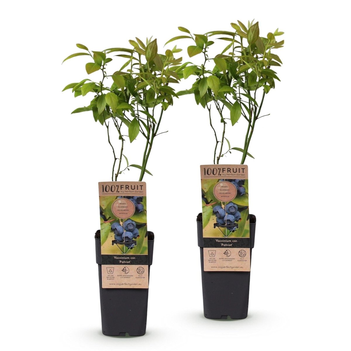 Blaubeere - Vaccinium corymbosum Patriot - 2 Plants - Topf 15cm - Höhe 50cm - Wurzelwerk Design