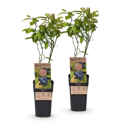 Blaubeere - Vaccinium corymbosum Patriot - 2 Plants - Topf 15cm - Höhe 50cm - Wurzelwerk Design