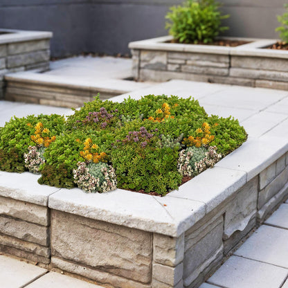 12x Bodendecker Sedummatte | Winterhart &amp; pflegeleicht – 10 Sorten – 50×30 cm