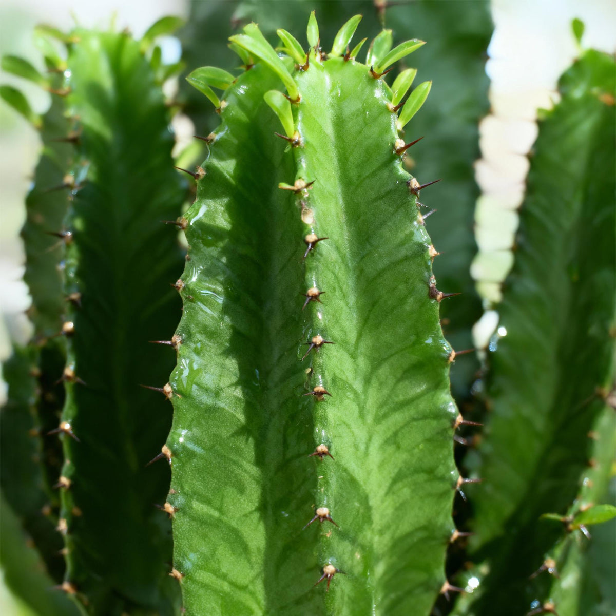 Euphorbia eritrea, Afrikanischer Milchbaum, Everspring, in verschiedenen Größen, grüne Pflanze mit stacheligen Zweigen, Nahaufnahme