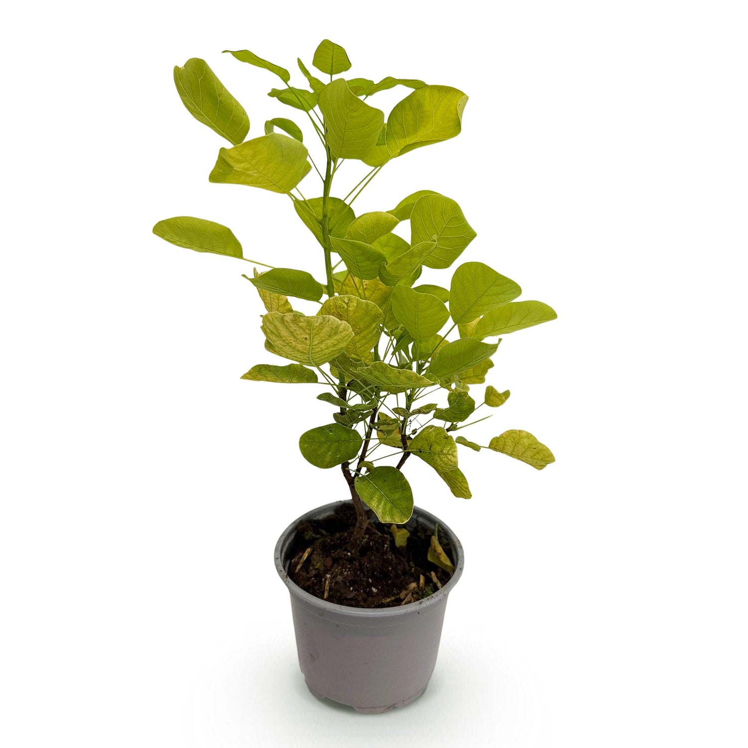 Gelber Perückenstrauch Cotinus coggygria ‘Golden Spirit’ im Topf, 35 cm hoch, Everspring, mit gelben Blättern und Ästen.