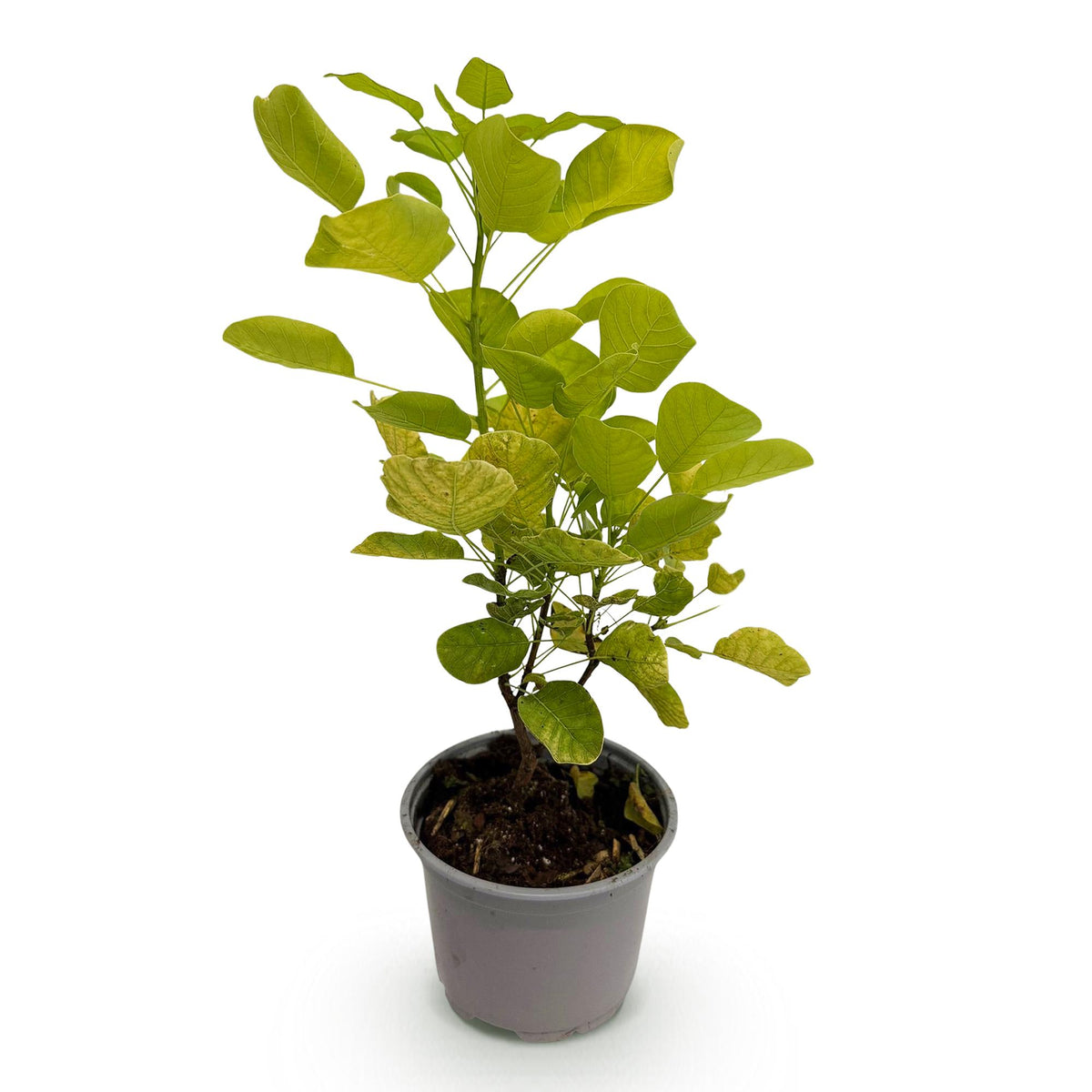 Gelber Perückenstrauch Cotinus coggygria ‘Golden Spirit’ im Topf, 35 cm hoch, Everspring, mit gelben Blättern und Ästen.