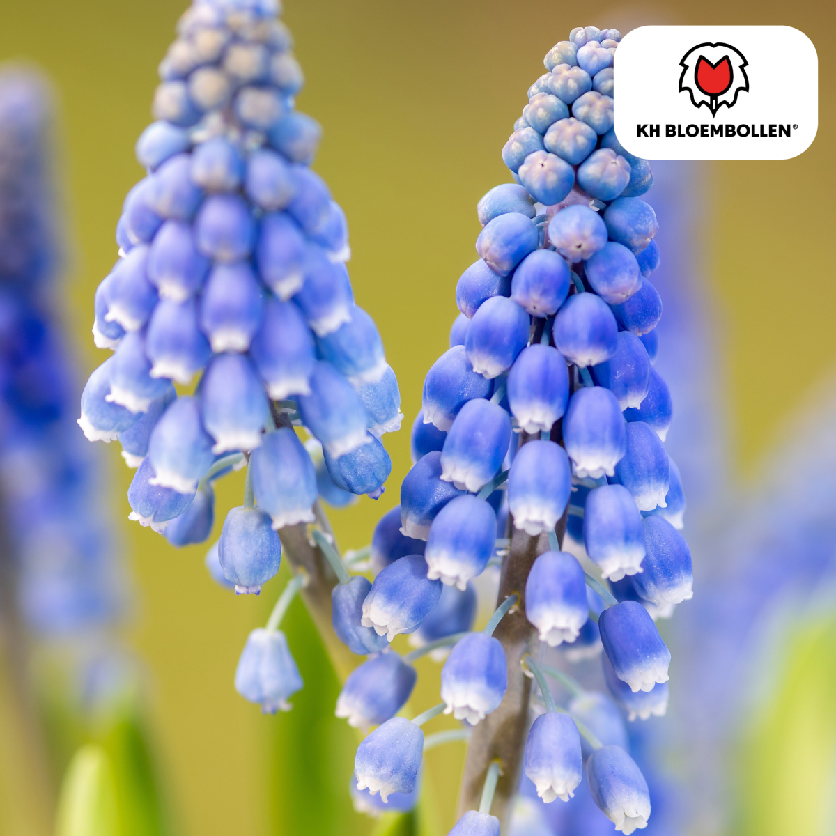 Muscari Blue Moon – 20 Stück | Zarte Traubenhyazinthen - Wurzelwerk Design
