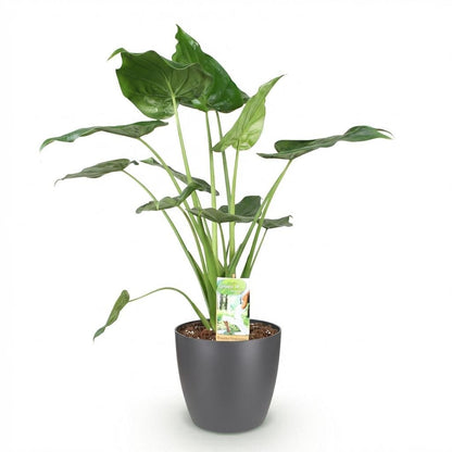 Alocasia Cucullata Buddha-Hand Pflanze in weißem Topf, Höhe 65-70cm, Everspring, dekorative Zimmerpflanze mit großen Blättern