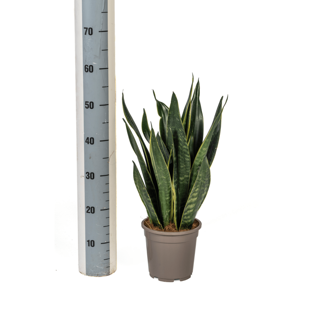 Sansevieria Futura Black – Elegante Schwiegermutterzunge - Wurzelwerk Design