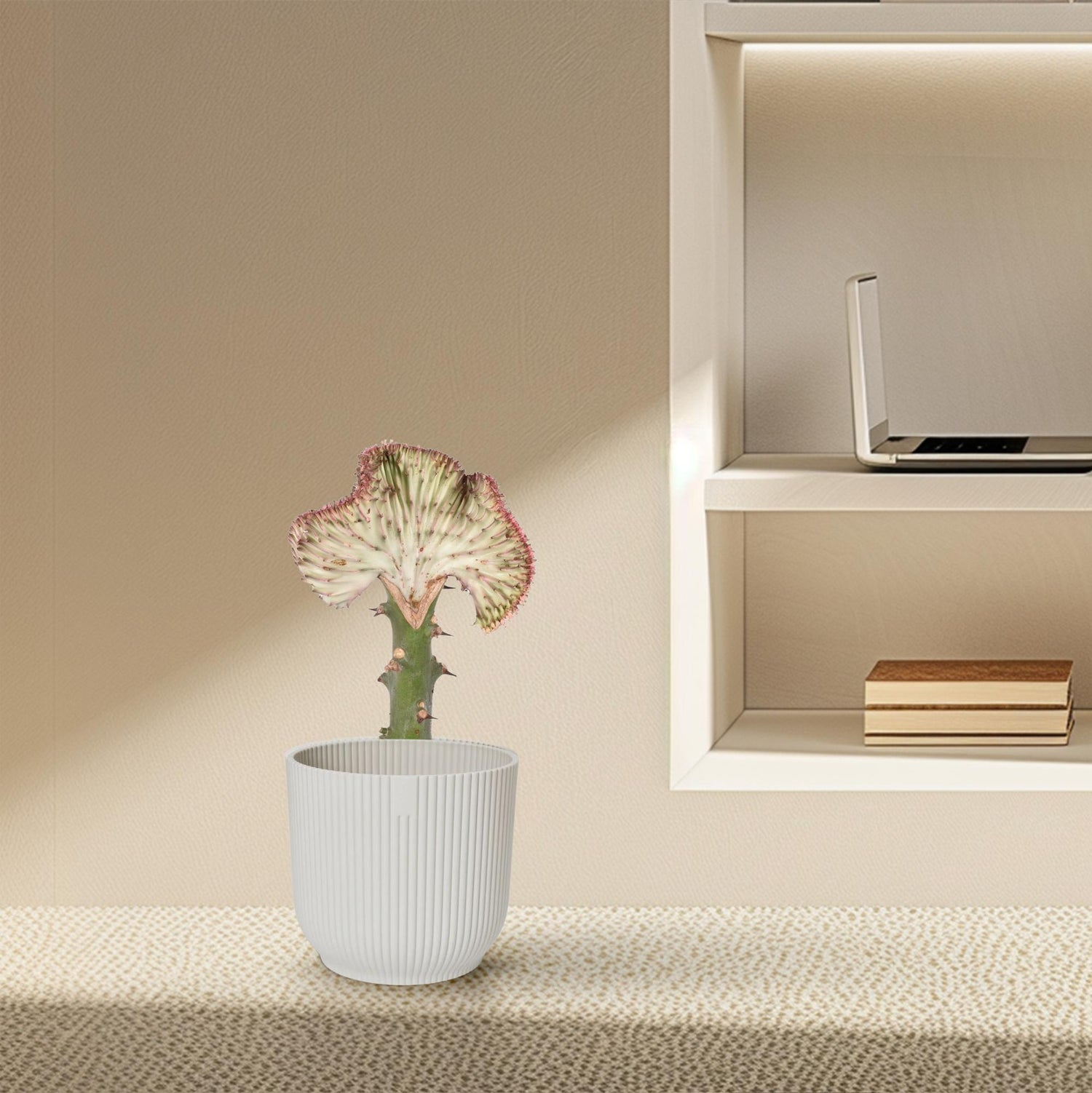 Euphorbia lactea Cristata rot, 30 cm hohe Sukkulente von Everspring, mit gekrümmten, roten Kaktus-ähnlichen Stielen.