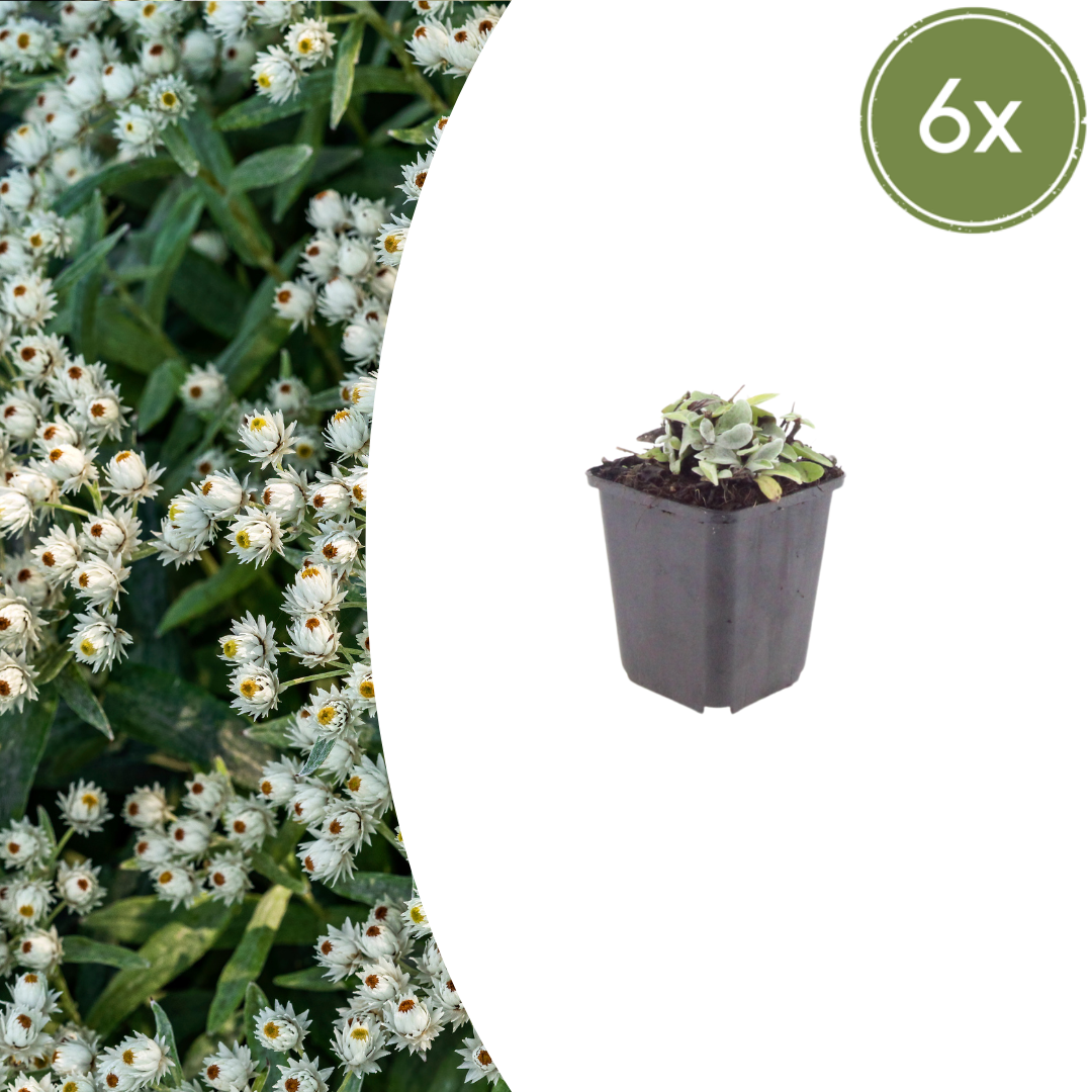 6x Anaphalis triplinervis - ↕10-25cm - Ø9cm