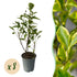 Ligustrum &