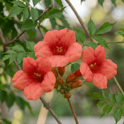Trompetenblume kaufen – Campsis radicans | orange-rot, Ø 9 cm, Höhe 35 cm - Wurzelwerk Design