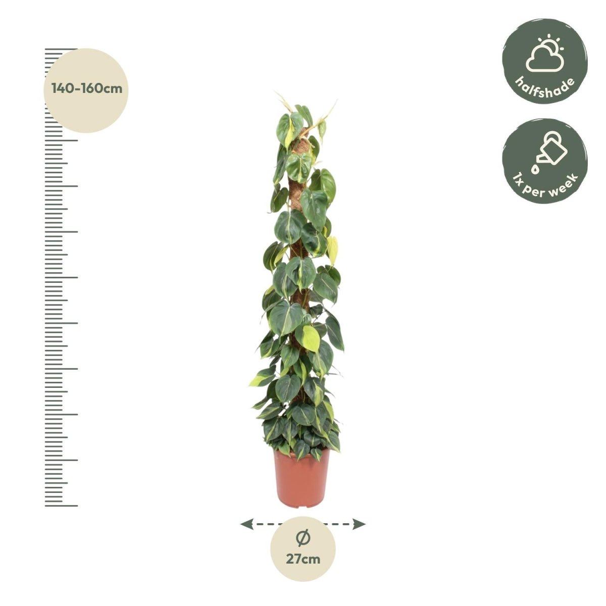 Philodendron scandens ‘Brasil’ | Herzblatt - Philodendron – Bunte Kletter - &amp; Hängepflanze - Wurzelwerk Design