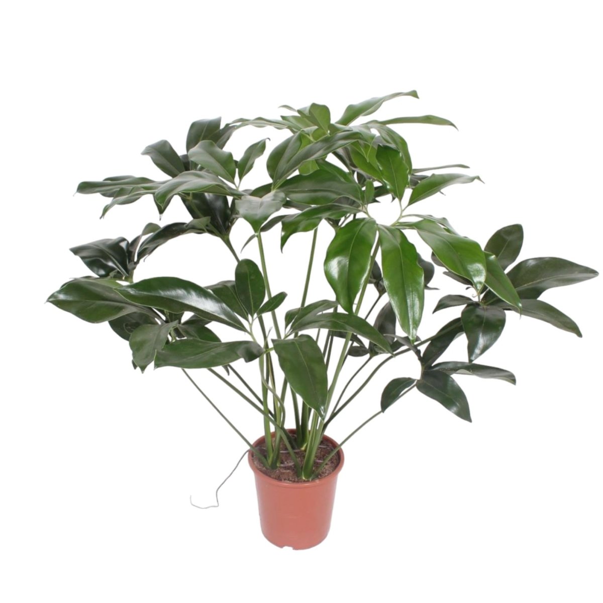 Philodendron Green Wonder | Exotische Zimmerpflanze mit großen Blättern – Immergrün &amp; Pflegeleicht - Wurzelwerk Design