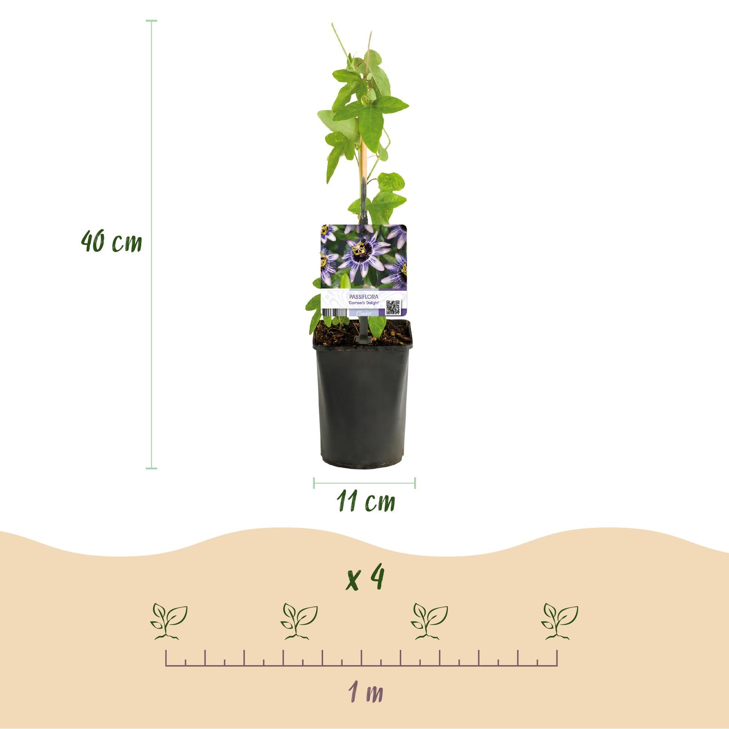 Passionsblume Passiflora Rainbow | Rosa-Weiß-Lila-Grün Blüten – 4 Pflanzen