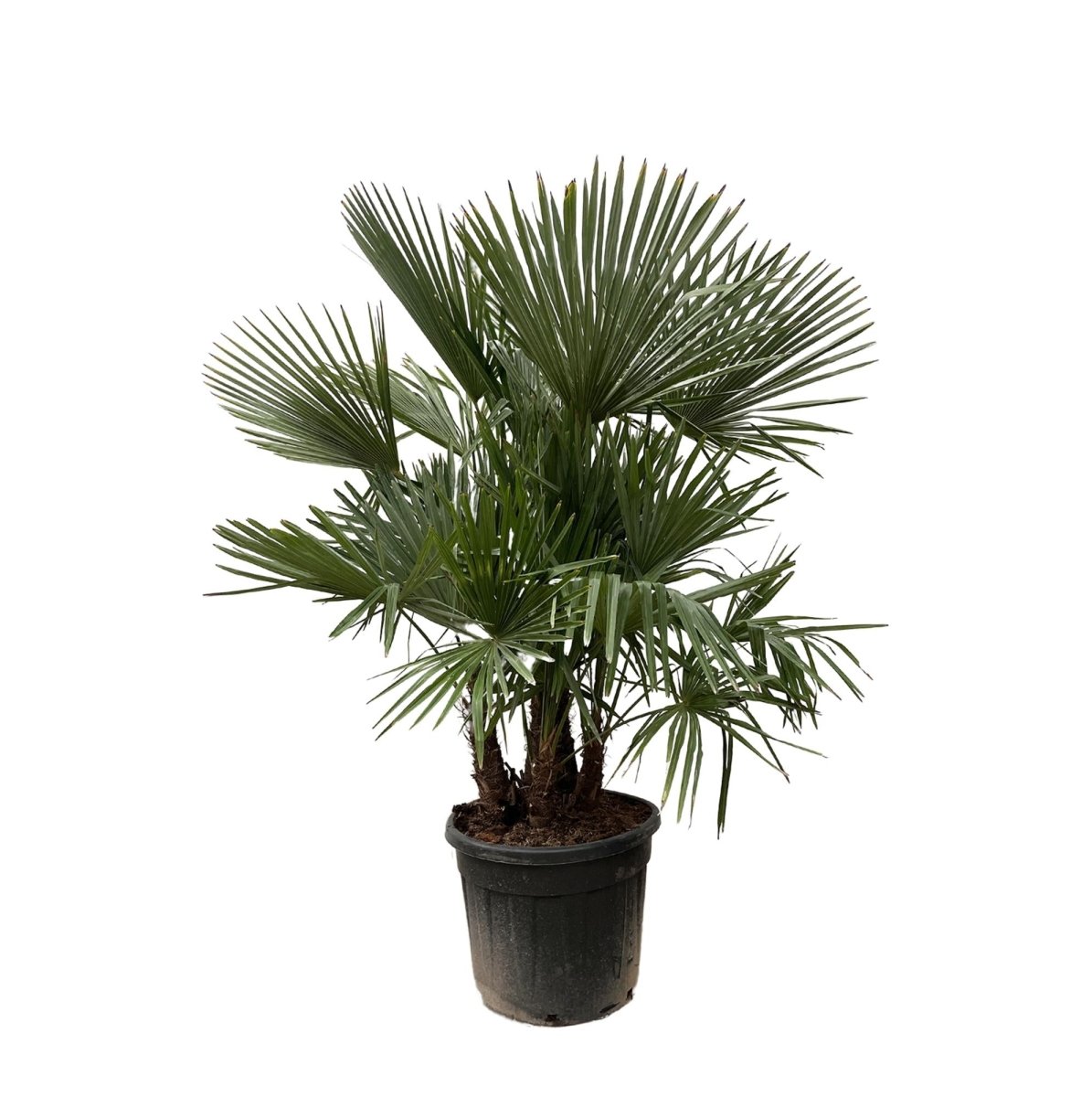 Trachycarpus fortunei Multistamm – Winterharte Hanfpalme – ca. 230 cm – Ø50 cm Topf – Exotischer Blickfang - Wurzelwerk Design