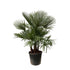 Trachycarpus fortunei Multistamm – Winterharte Hanfpalme – ca. 230 cm – Ø50 cm Topf – Exotischer Blickfang - Wurzelwerk Design