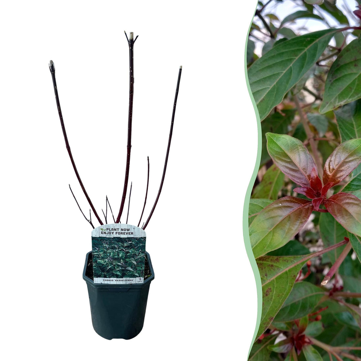 Cornus alba Kesselringii Pflanze mit violetten Zweigen, laubabwerfend, in Topf, ca. 45 cm hoch, pflegeleicht, von Everspring