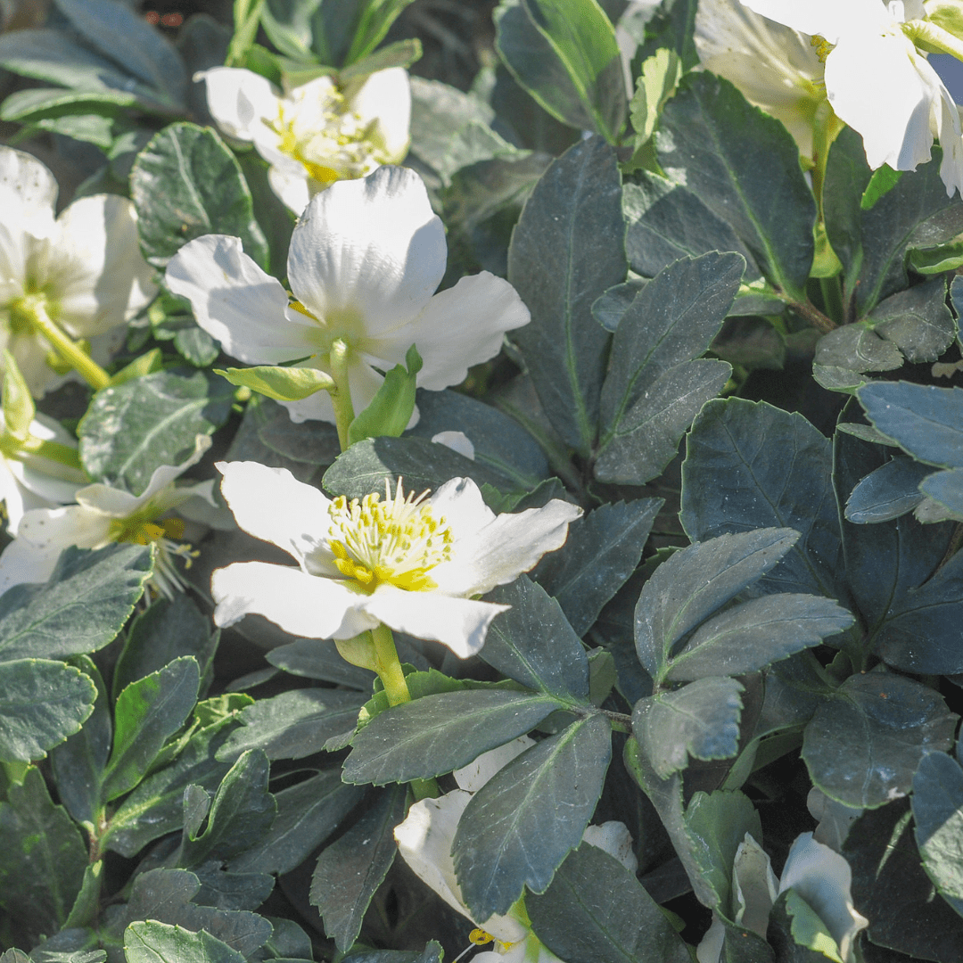 Sechs Everspring Helleborus orientalis Pflanzen, ca. 10-25 cm hoch, mit grünen Blättern und Blüten, Durchmesser 9 cm, Nahaufnahme